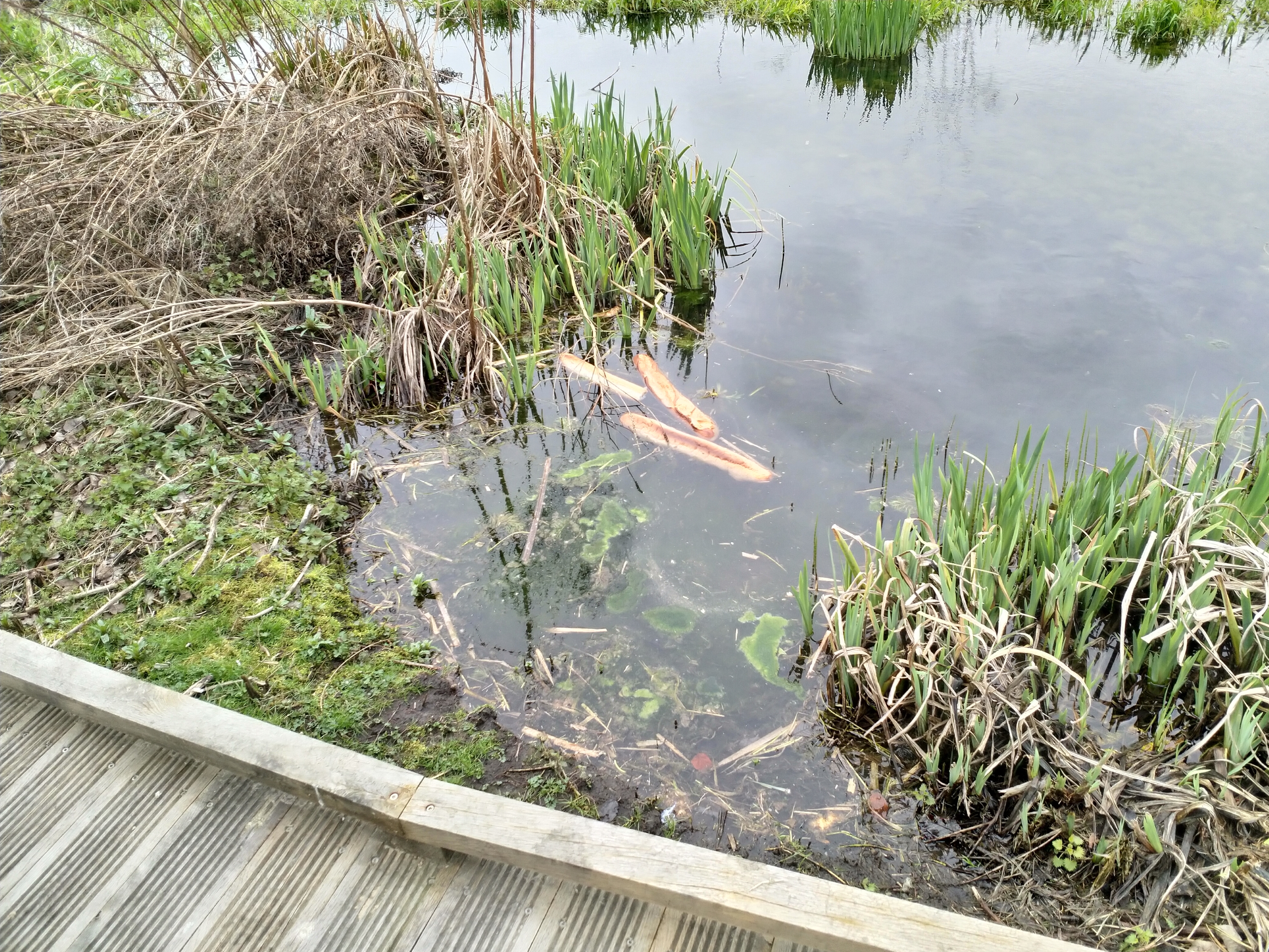 déjà des baguettes de pain dans la mare, et ce n'est pas encore ouvert au puplic ....