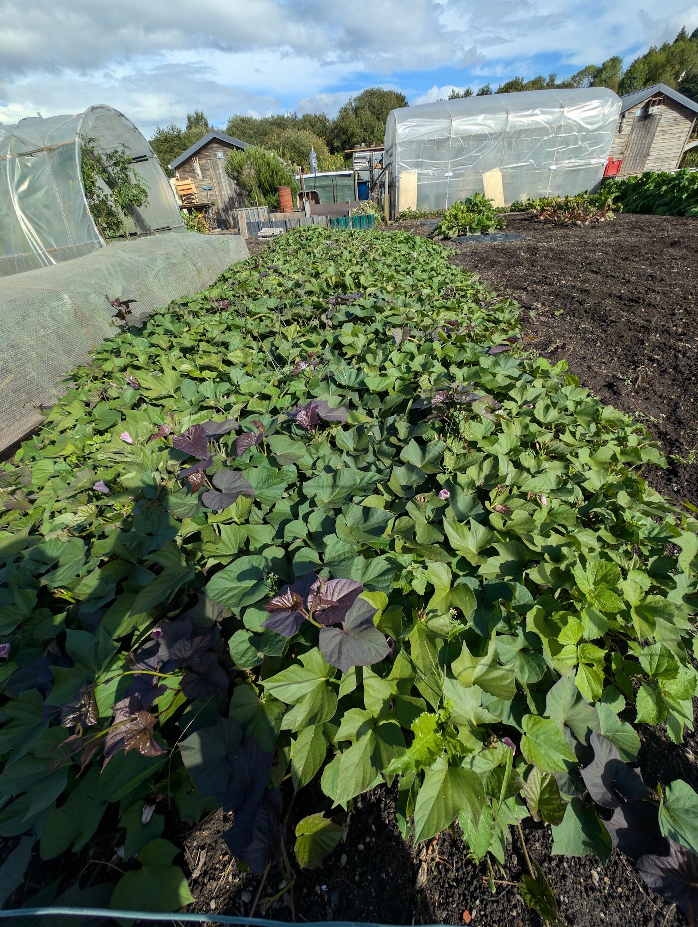 culture patate douce